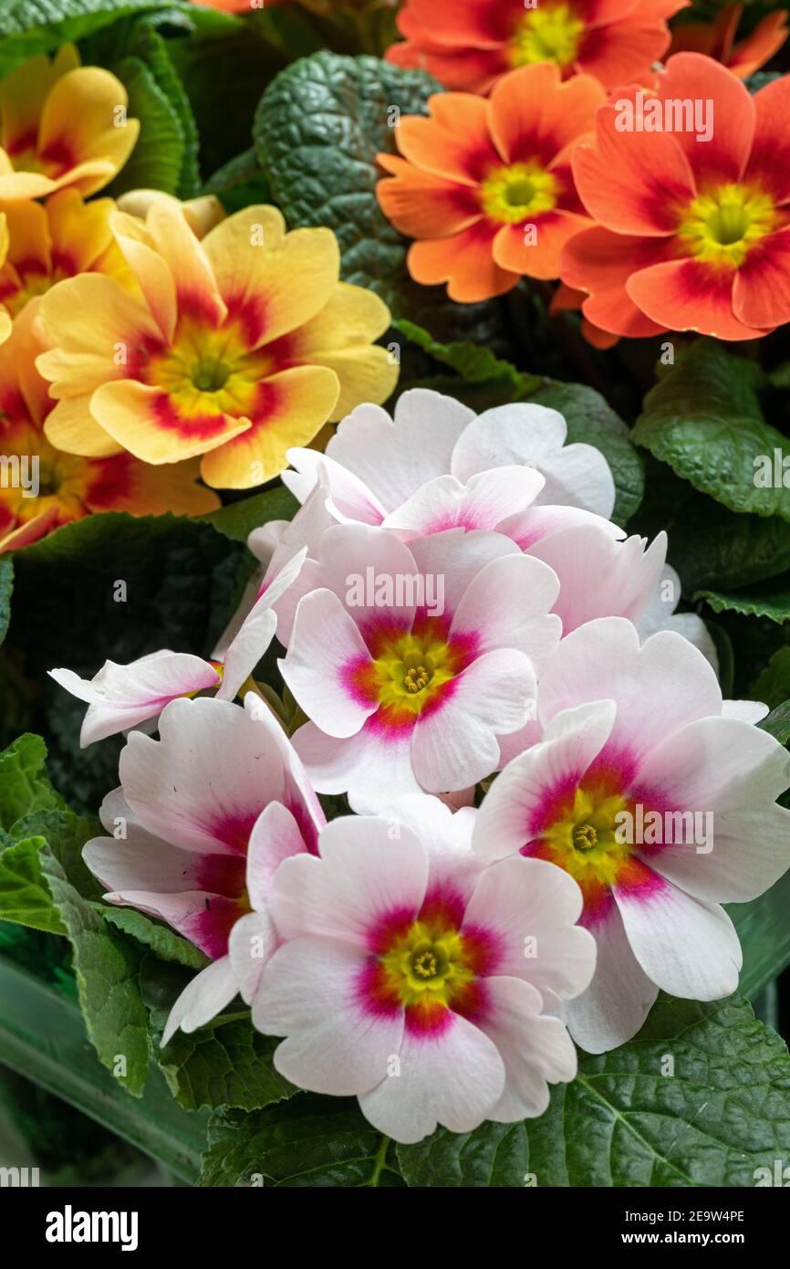 Nahaufnahme der hübschen zweifarbigen gemischten Primrose / Primula vulgaris 'Ringo Star' blüht im Frühjahr, Großbritannien Stockfoto