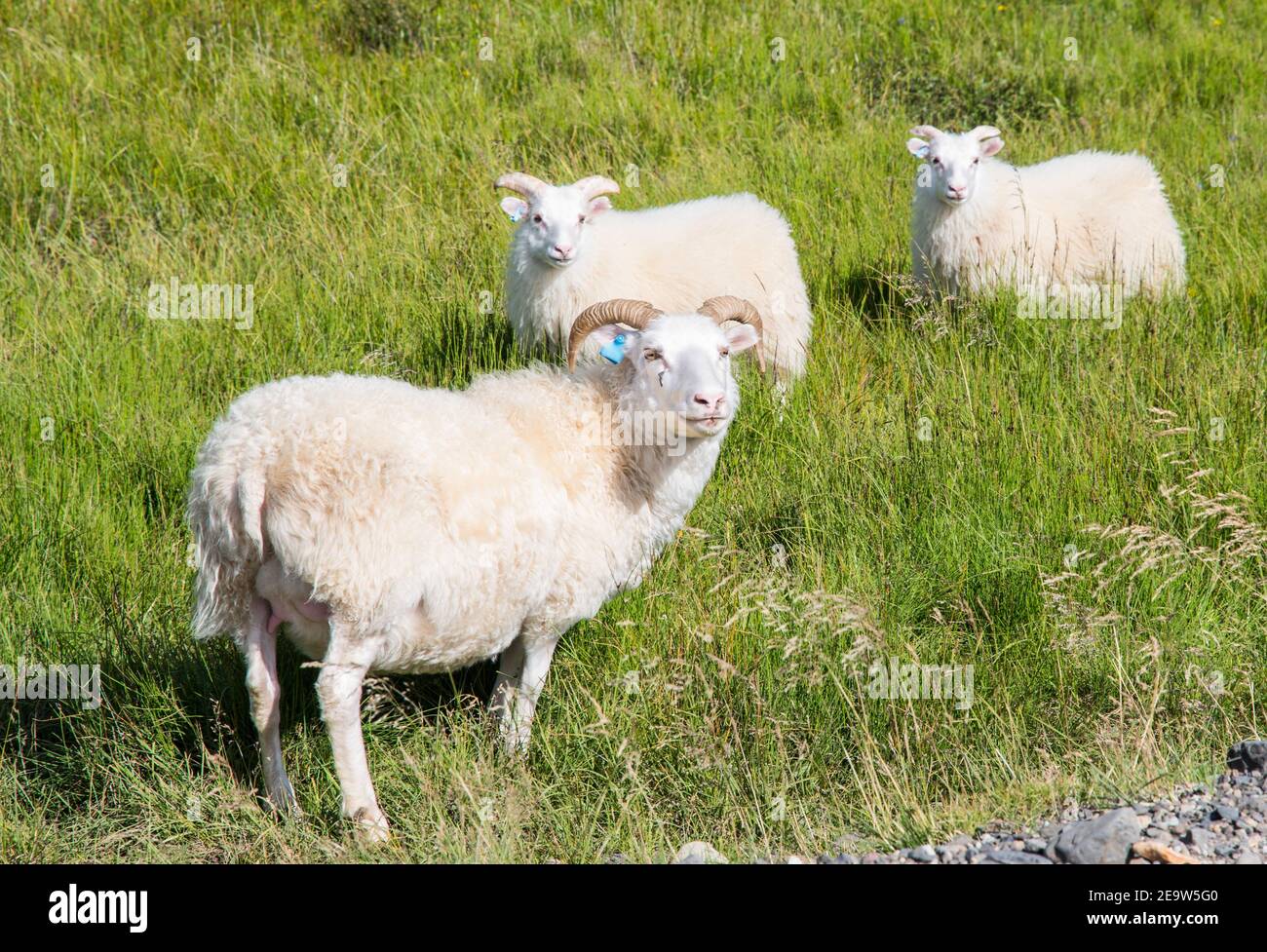 Schafe mit Lamm in der Nähe isländischen Hauptstraße Stockfoto