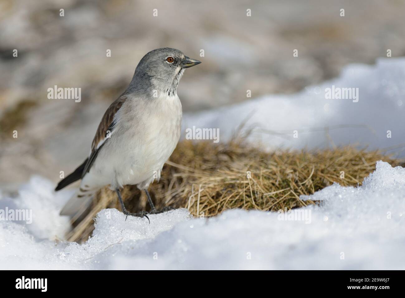 Schneefink ( Montifringilla nivalis ) in schneebedeckten Lebensraum, früh im Frühjahr, Tierwelt, Europa. Stockfoto