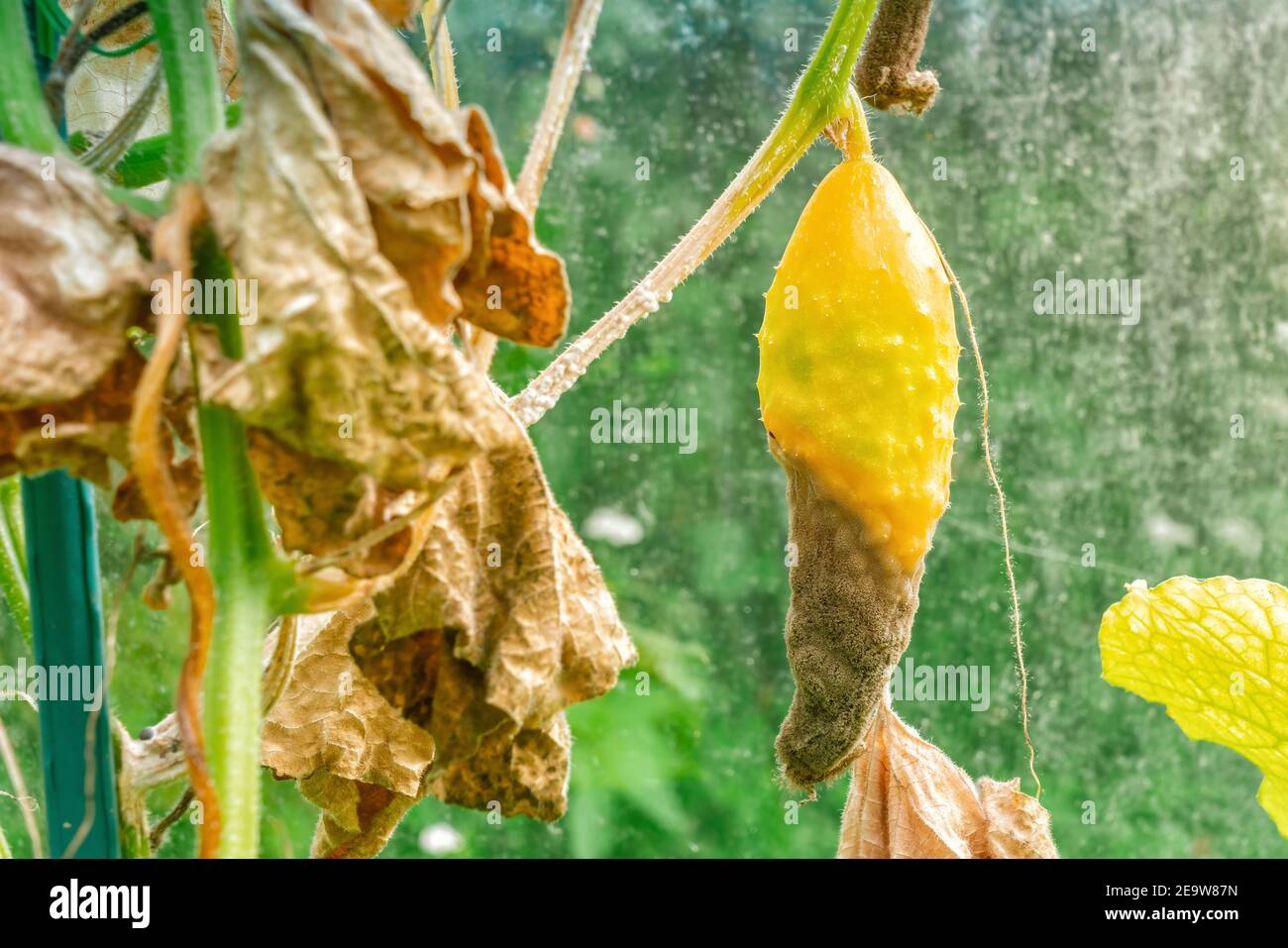 Schimmelpilz Blatt Infektion Stockfotos und bilder Kaufen Alamy