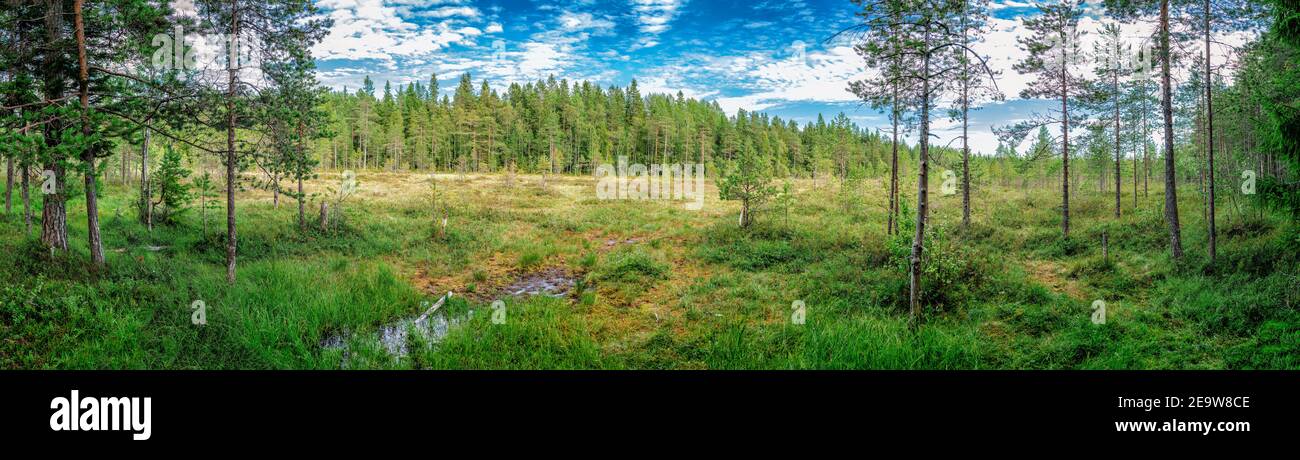Breite Panoramasicht vom Sumpfrand auf nasses grünes Feld und kleinen Sumpf mit Kiefernwald herum, blauer Himmel mit weißen Wolken. Nordschweden Stockfoto