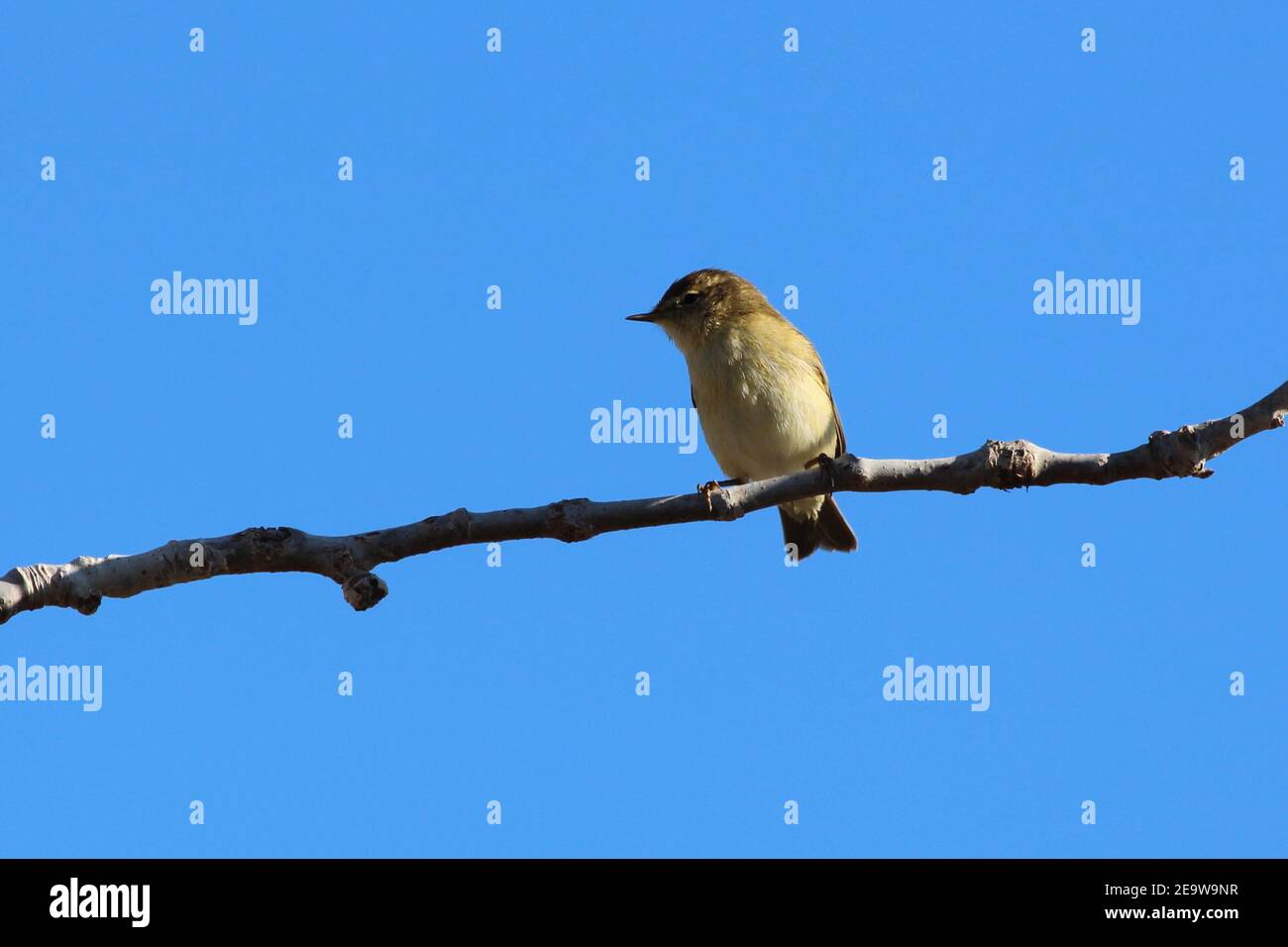 Chiffchaff-Waldsänger (Phylloscopus collybita) thront und gegen klaren blauen Himmel. Einer von vielen 1000s im Winter rund um Ebro Delta, Katalonien, Spanien. Stockfoto