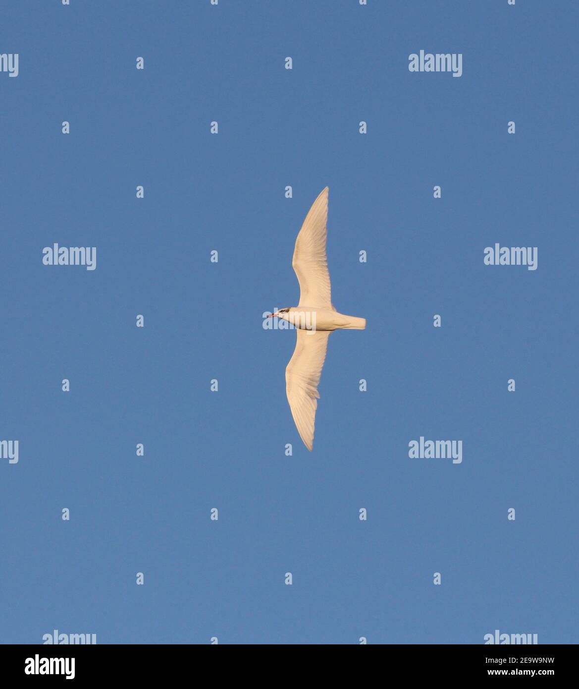 Auffallender weißer geflügelter Meeresvogel (Mittelmeermöwe, Ichthyaetus melanocephalus) mit ausgestreckten Flügeln an einem klaren blauen Himmel, Ebro Delta, Spanien Stockfoto