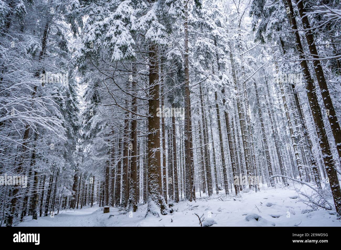 Schneebedeckte Bäume im Wald am kalten Wintertag Stockfoto
