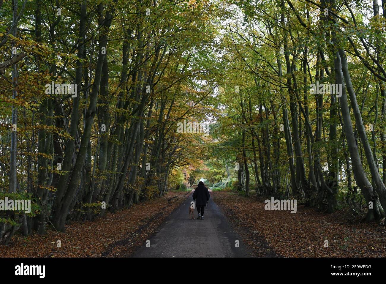 Herbstlicher Hundespaziergang, Schottland Stockfoto