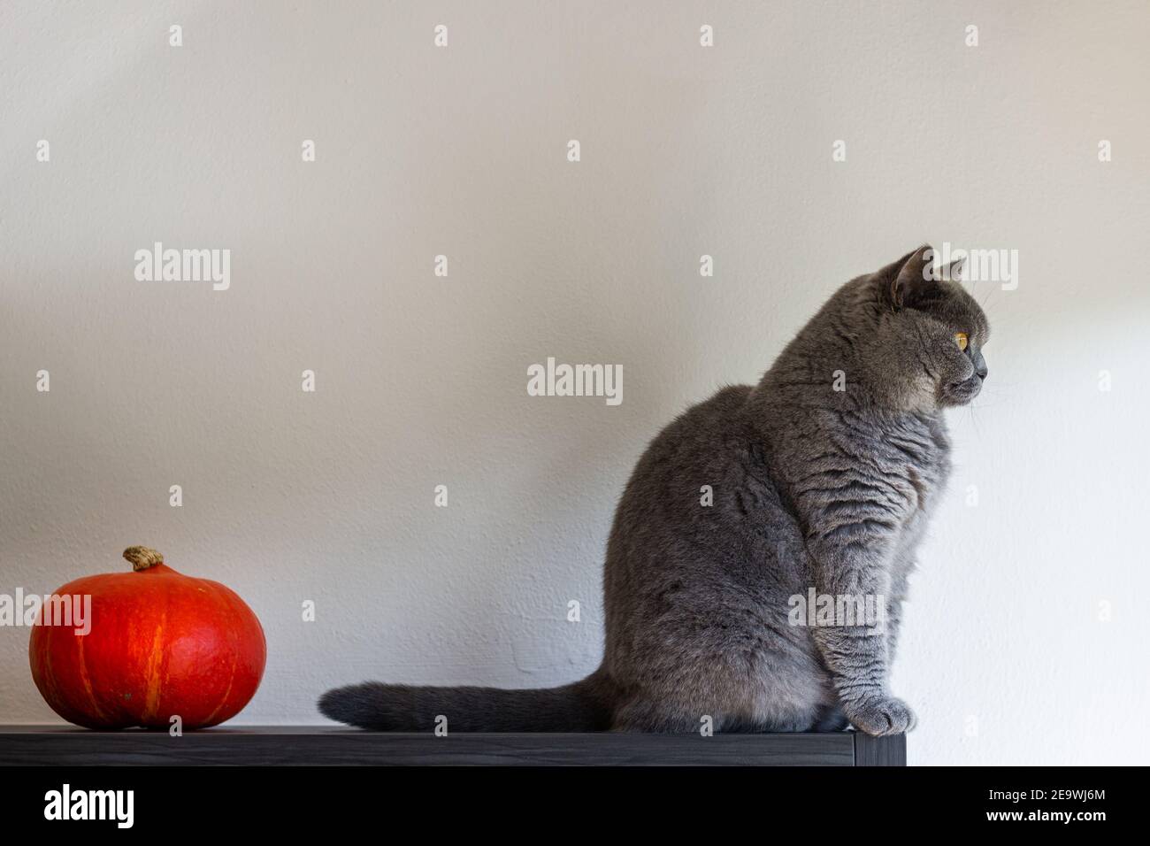 Britische Kurzhaarkatze sitzt neben Kürbis drinnen. Thanksgiving-Tag oder halloween-Konzept mit Kopieplatz Stockfoto