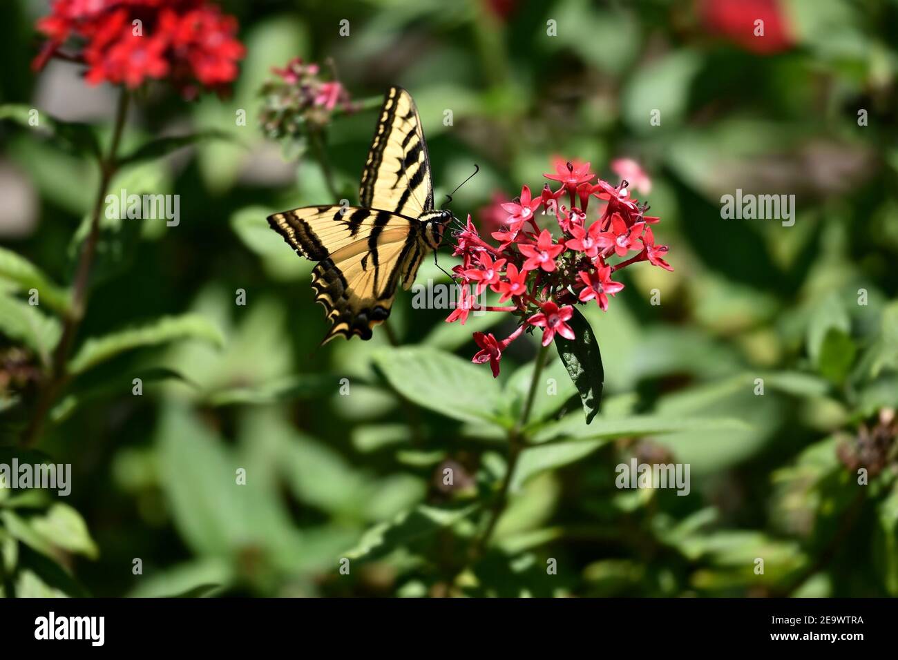 Red Verbena Stockfotos Und Bilder Kaufen Alamy