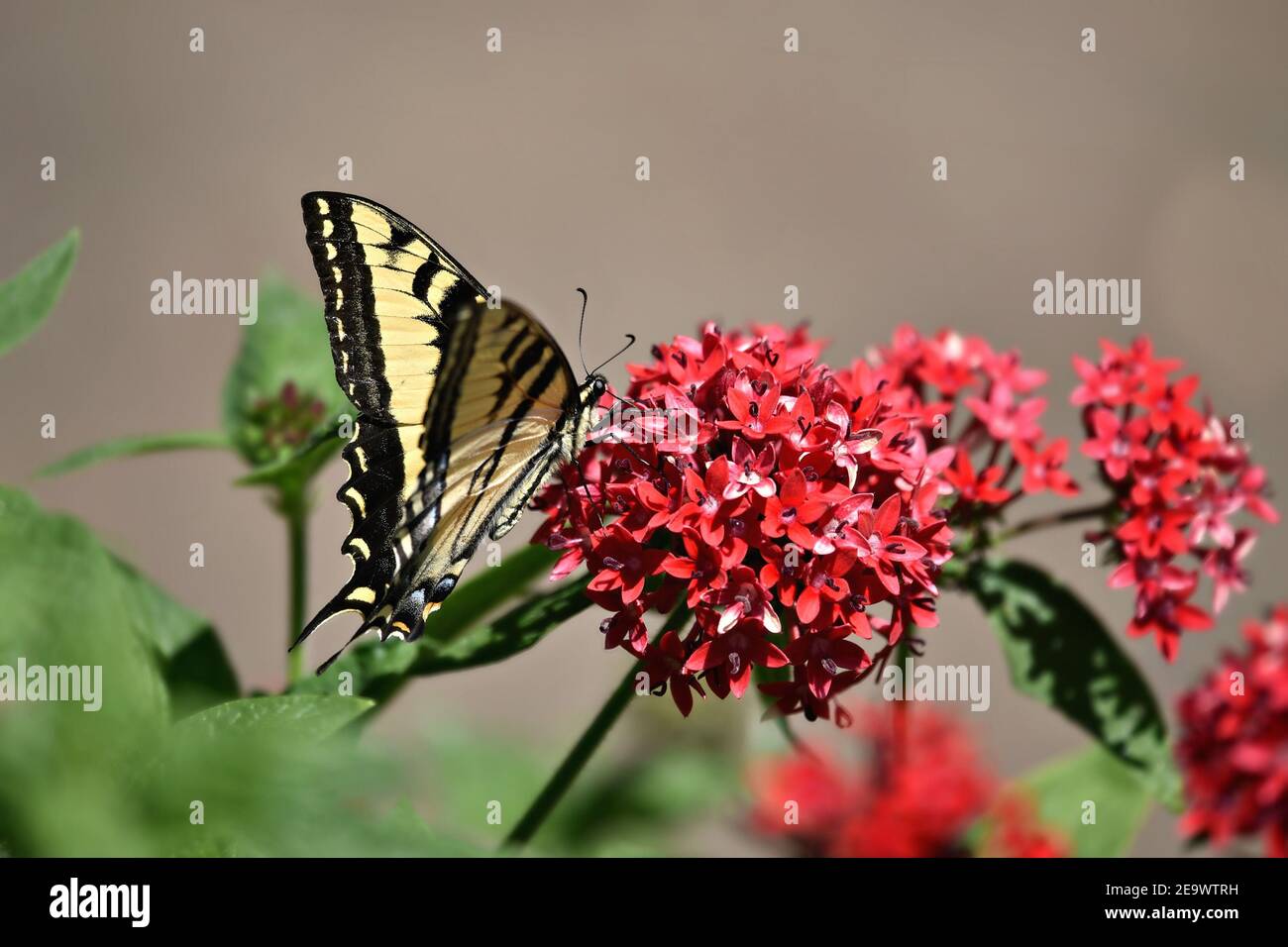 Red Verbena Stockfotos Und Bilder Kaufen Alamy