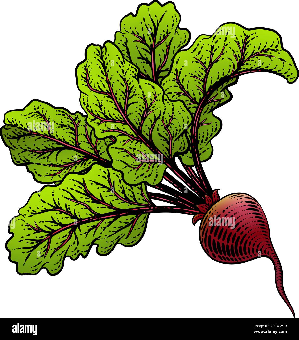 Rüben Rote Beete Gemüseholzschnitt Illustration Stock Vektor