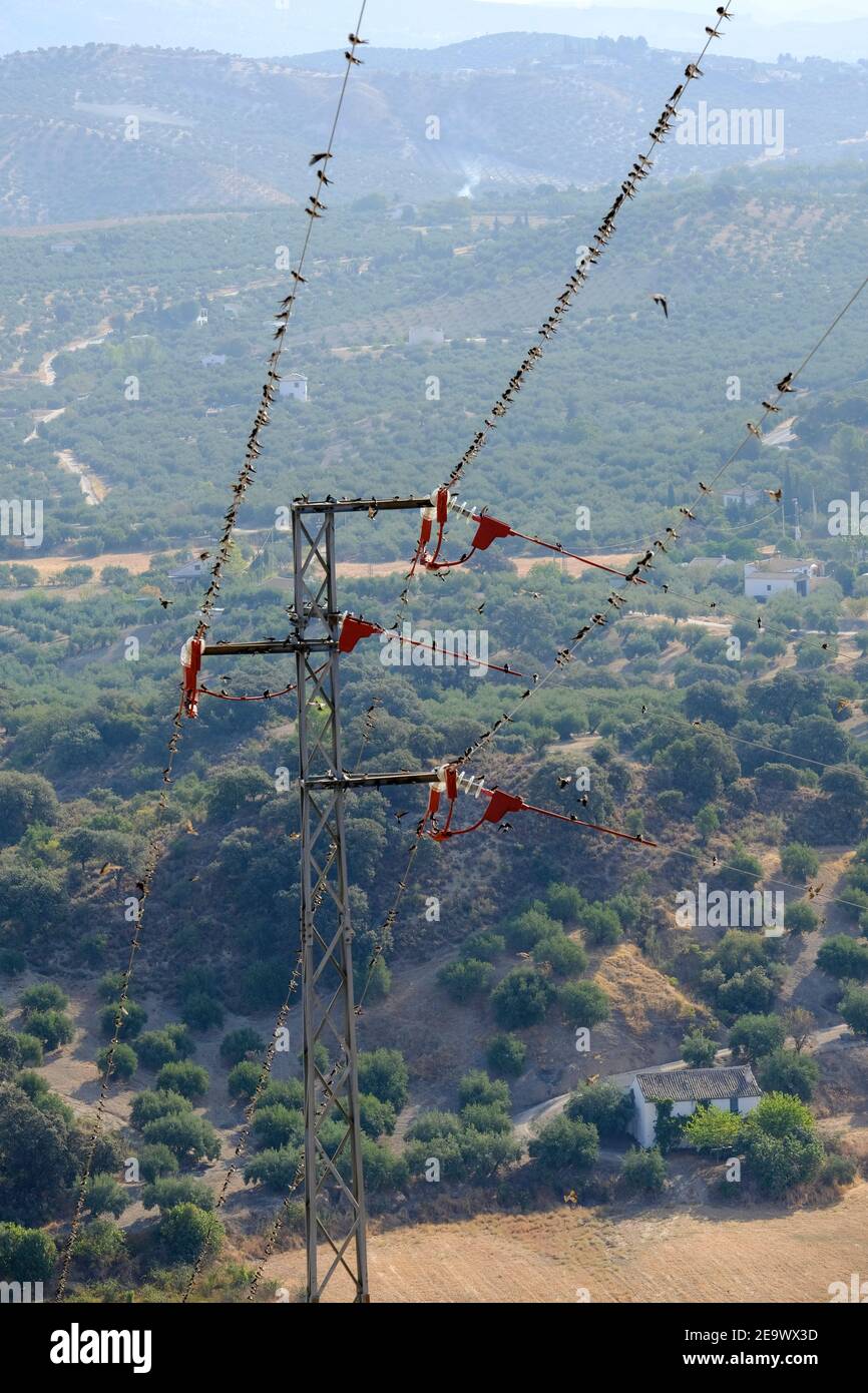 Schwalben ruhen in großer Zahl auf Stromleitungen in Südspanien auf ihrer langen Migration nach Südafrika. Sierras Subbeticas, Andalusien, Spanien. Stockfoto