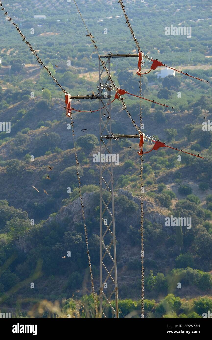 Schwalben ruhen in großer Zahl auf Stromleitungen in Südspanien auf ihrer langen Migration nach Südafrika. Sierras Subbeticas, Andalusien, Spanien. Stockfoto