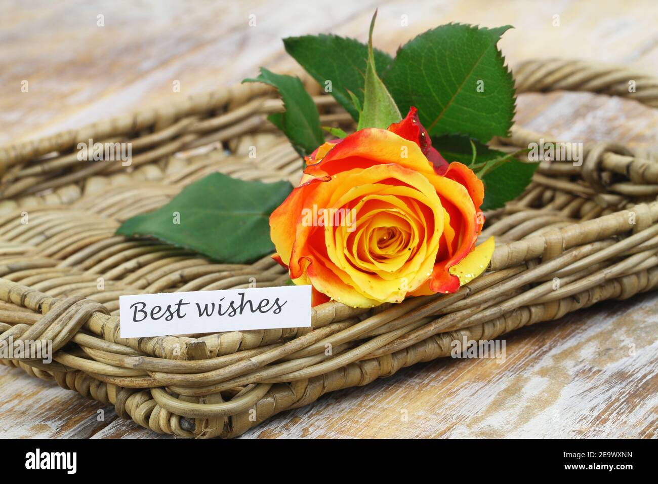Glückwunschkarte mit einer bunten Rose auf Weidenschale Stockfoto