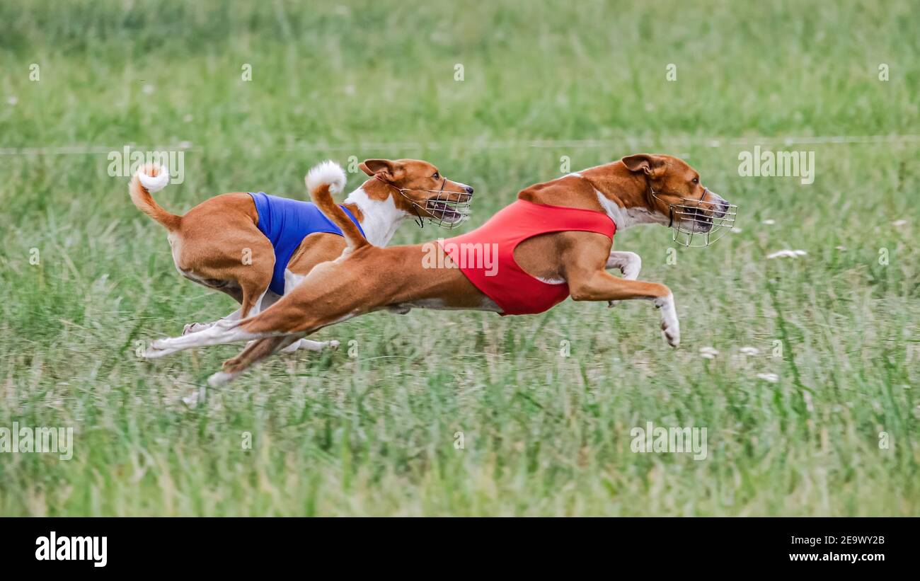 Zwei Basenjis in roten und blauen Shirts laufen in der Feld auf Köder Coursing Wettbewerb Stockfoto