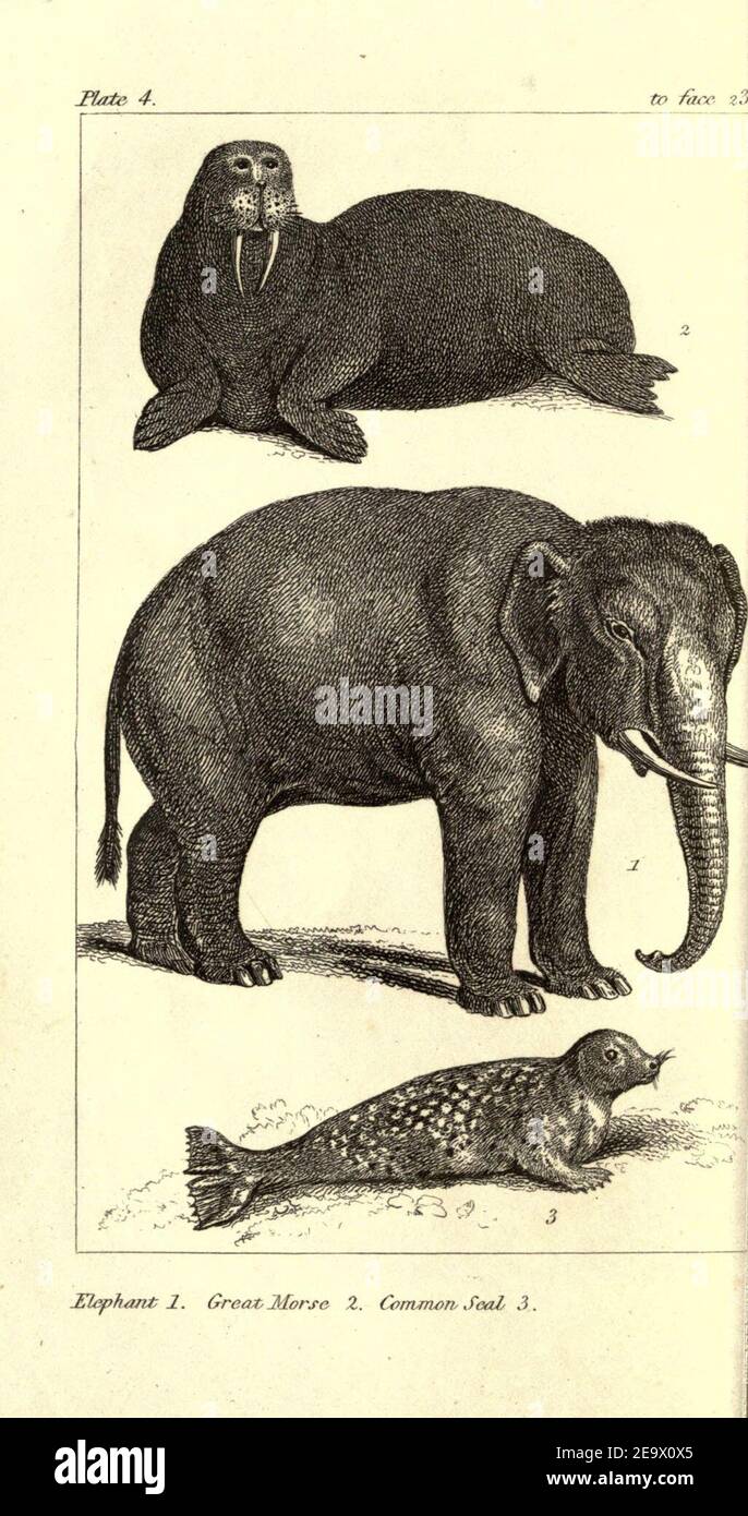 Naturgeschichte der Tiere (Platte 4) (8077082618). Stockfoto