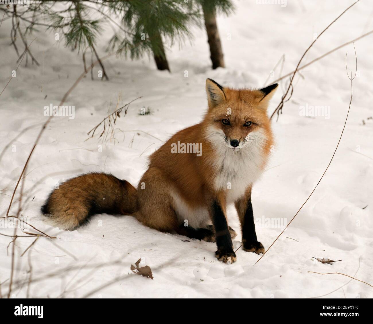 Rotfuchs Nahaufnahme Profil Ansicht in der Wintersaison in seiner Umgebung und Lebensraum mit Schnee Hintergrund zeigt buschigen Fuchsschwanz, Fell. Fox-Bild. Abb. Stockfoto