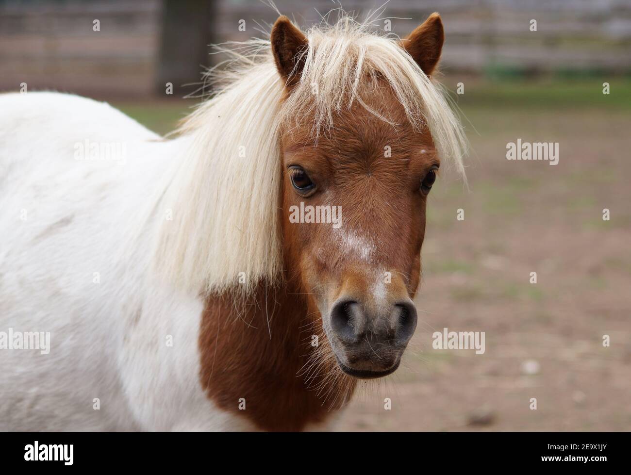 Portrait von niedlichen braunen und weißen Mini shetland Pony Stockfoto