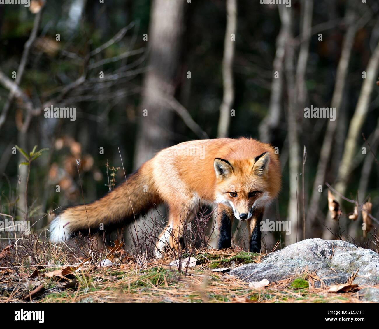 Rotfuchs im Wald stehend auf einem Felsen mit Waldhintergrund in seiner Umgebung und Lebensraum, zeigt Fuchsschwanz, Fuchspelz. Fox-Bild. Bild. Anschluss Stockfoto
