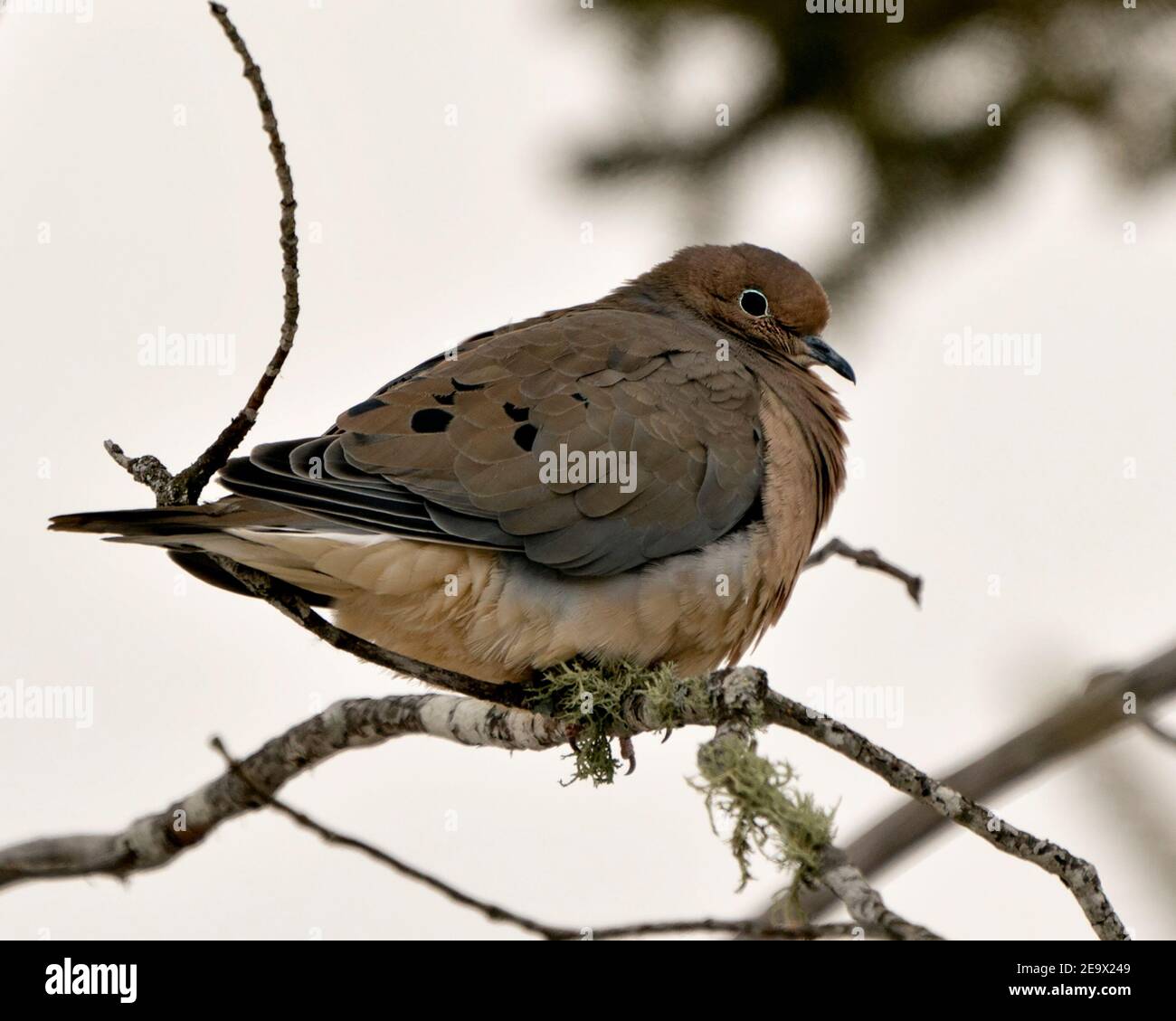 Mourning Dove Nahaufnahme Profilansicht mit geschwollenen Federgefieder und einem verschwommenen Hintergrund in seiner Umgebung und Lebensraum thront. Bild. Bild, Hochformat. Stockfoto