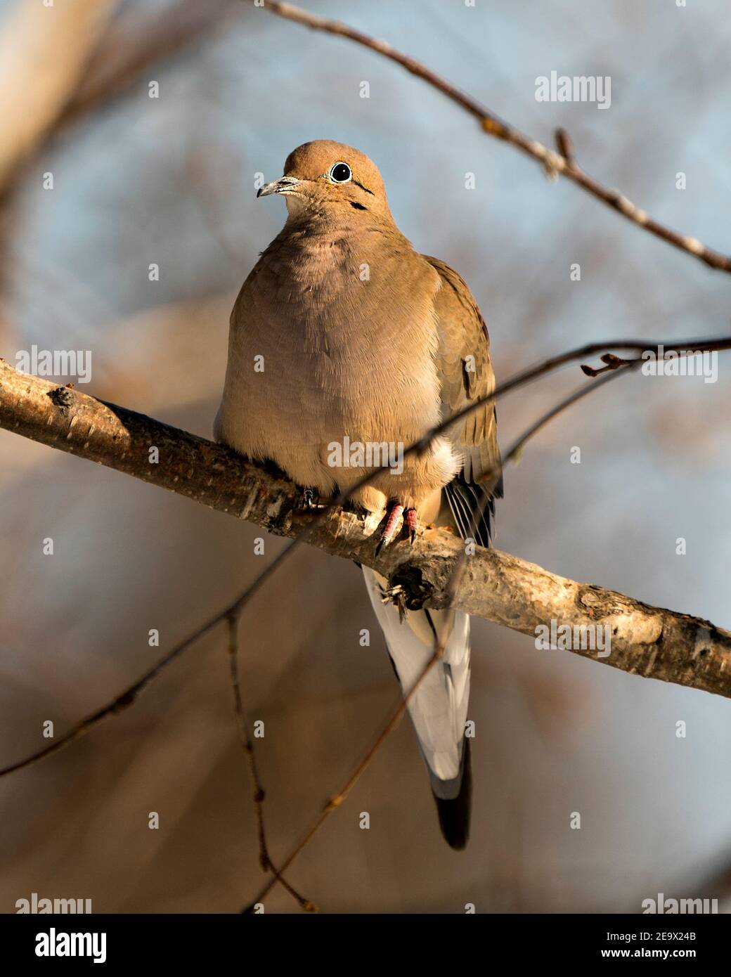 Mourning Dove Nahaufnahme Profilansicht mit geschwollenen Federgefieder und einem verschwommenen Hintergrund in seiner Umgebung und Lebensraum thront. Bild. Bild, Hochformat. Stockfoto