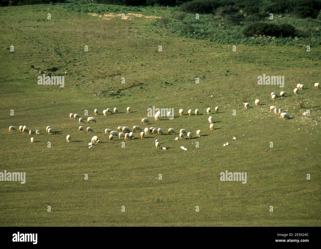 Grasende Schafe in der sardinischen Landschaft (gescannt von Farblider) Stockfoto