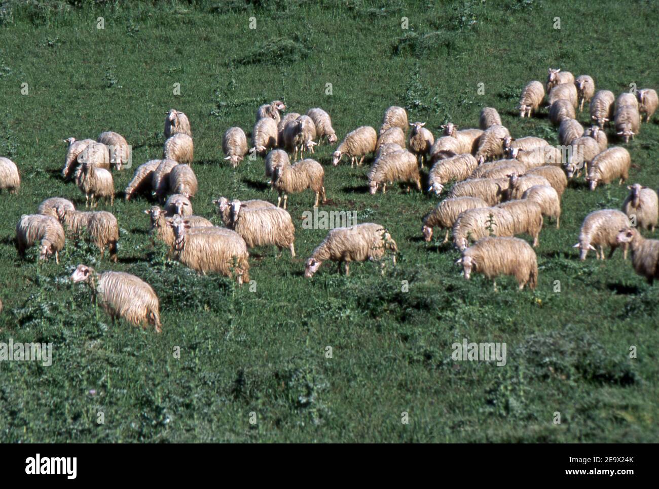 Grasende Schafe in der sardinischen Landschaft (gescannt von Farblider) Stockfoto