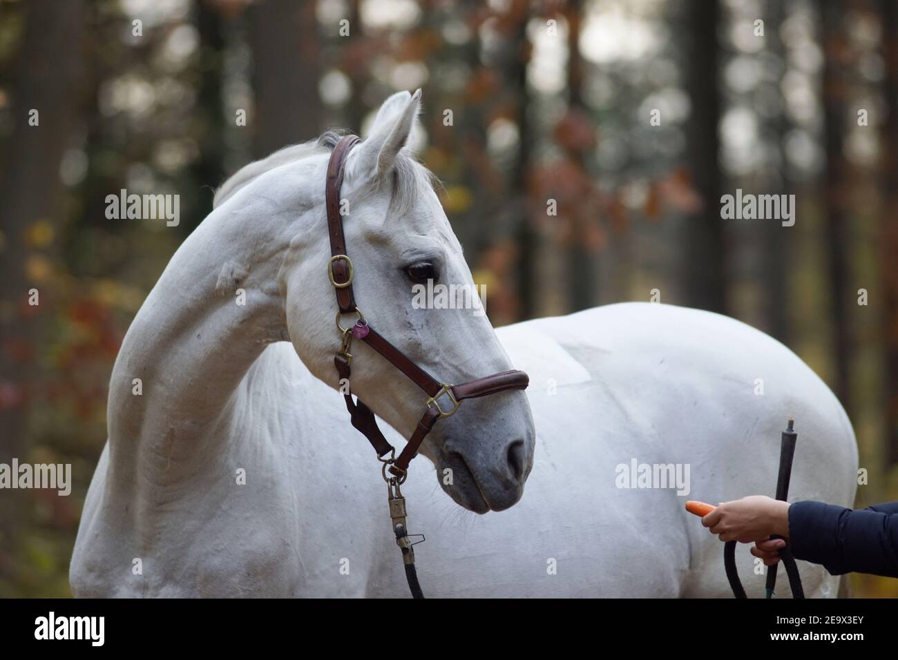 Weißes Pferd und eine Hand mit einer Karotte, die Bodenarbeit für Beziehung und Vertrauensbildung tut Stockfoto