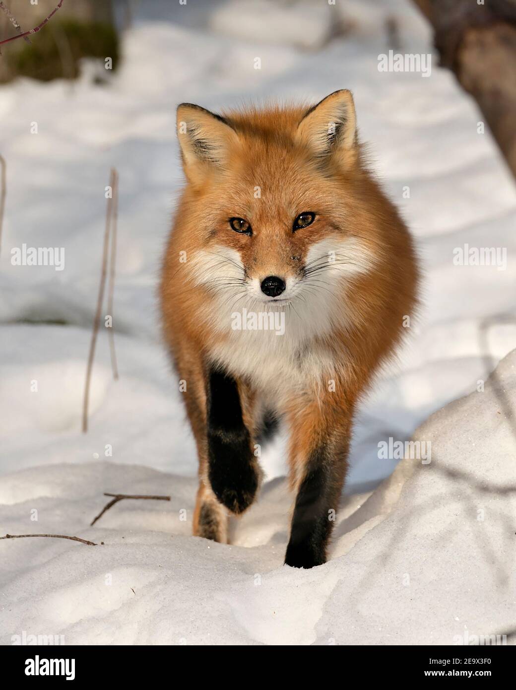 Rotfuchs Nahaufnahme Profil Seite Kopf erschossen Ansicht in der Wintersaison in seiner Umgebung und Lebensraum mit verwischen Schnee Hintergrund anzeigen Fell. Fox-Bild. Stockfoto
