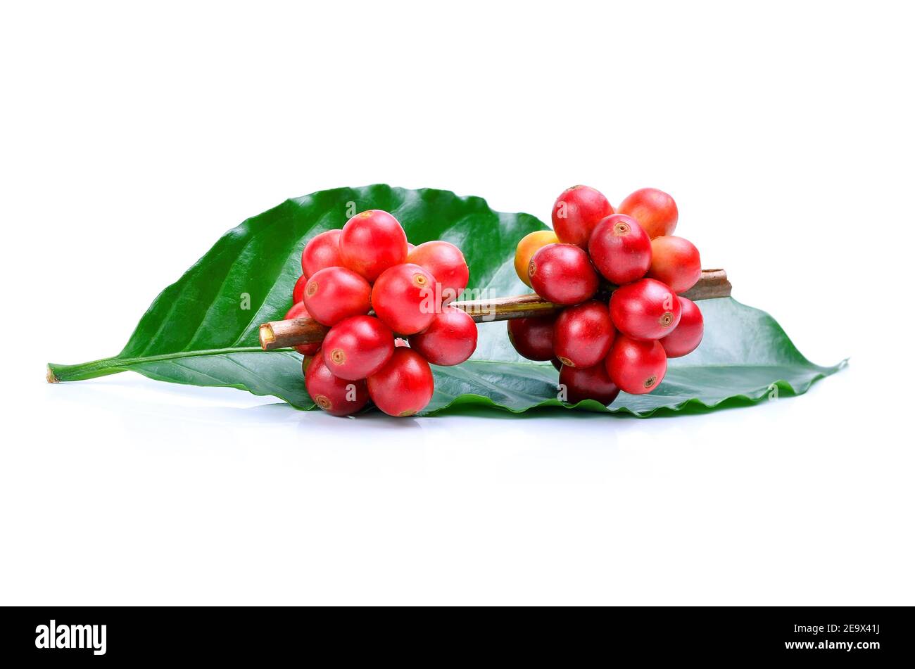 Frische Kaffeebohnen isoliert auf weißem Hintergrund. Stockfoto