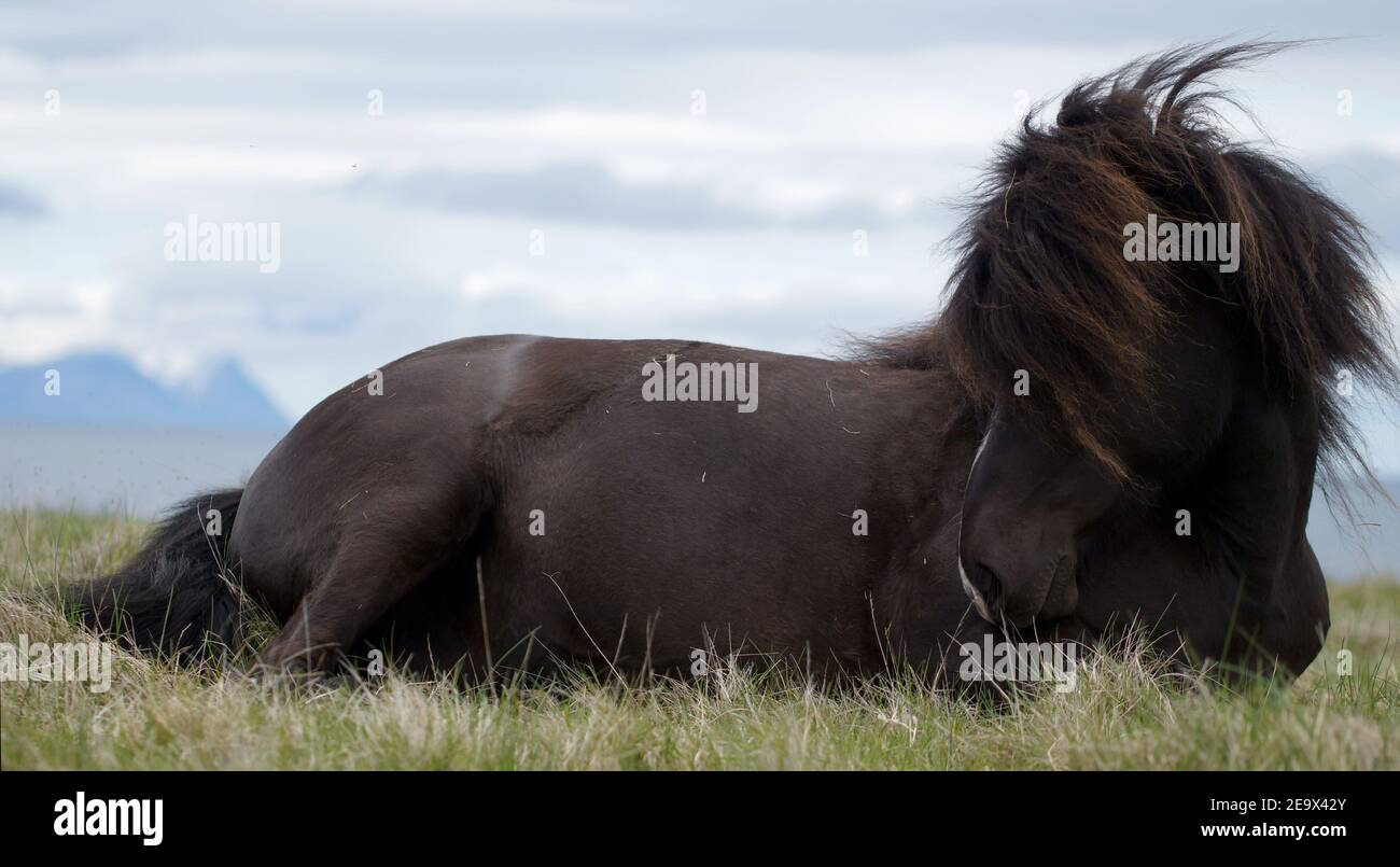 Schwarzes isländisches Pferd, das auf Gras liegt, sich ausruhte und ein Nickerchen machte Stockfoto