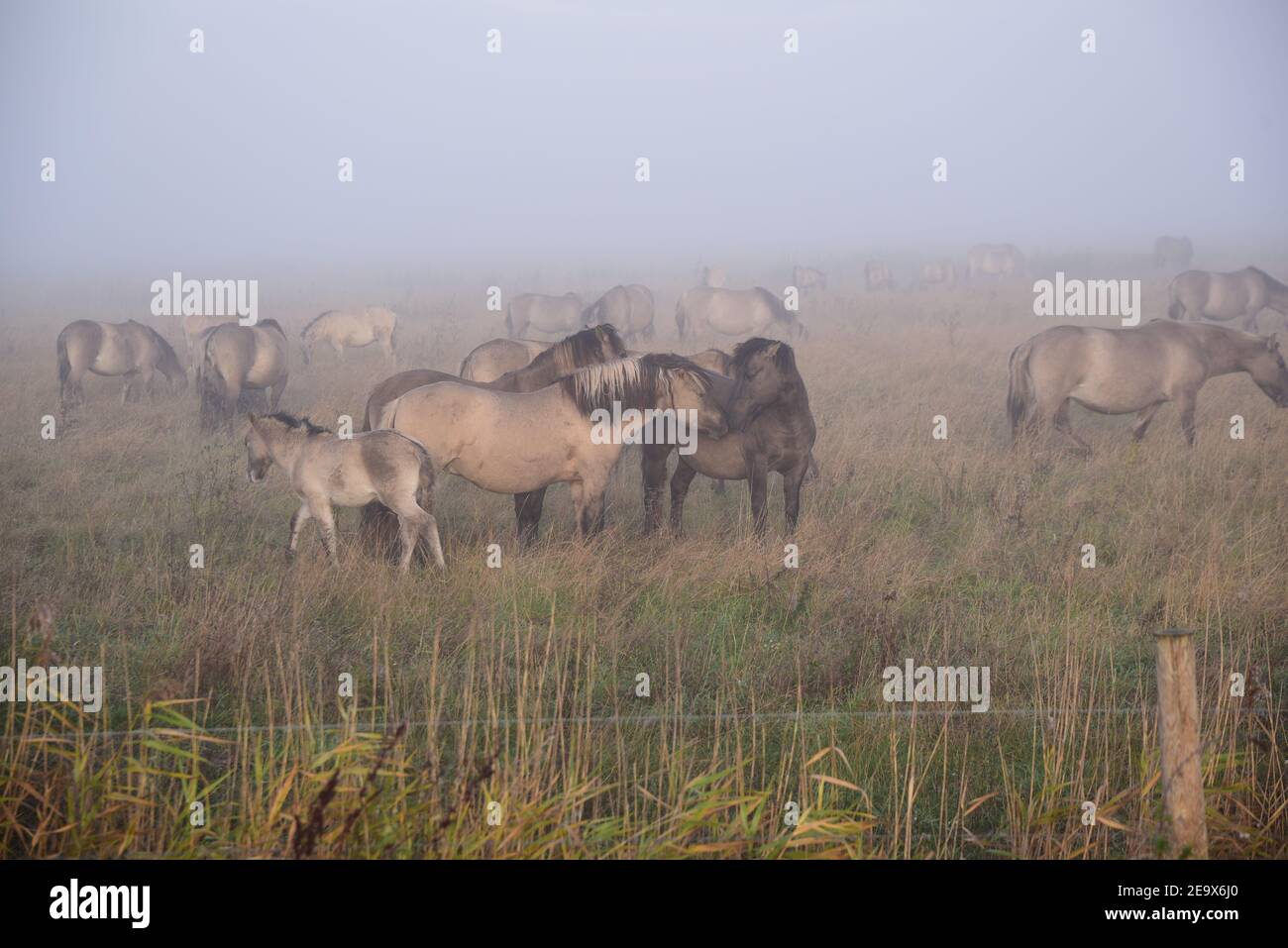 Konik Ponies (Equus Ferus Caballus) Stockfoto