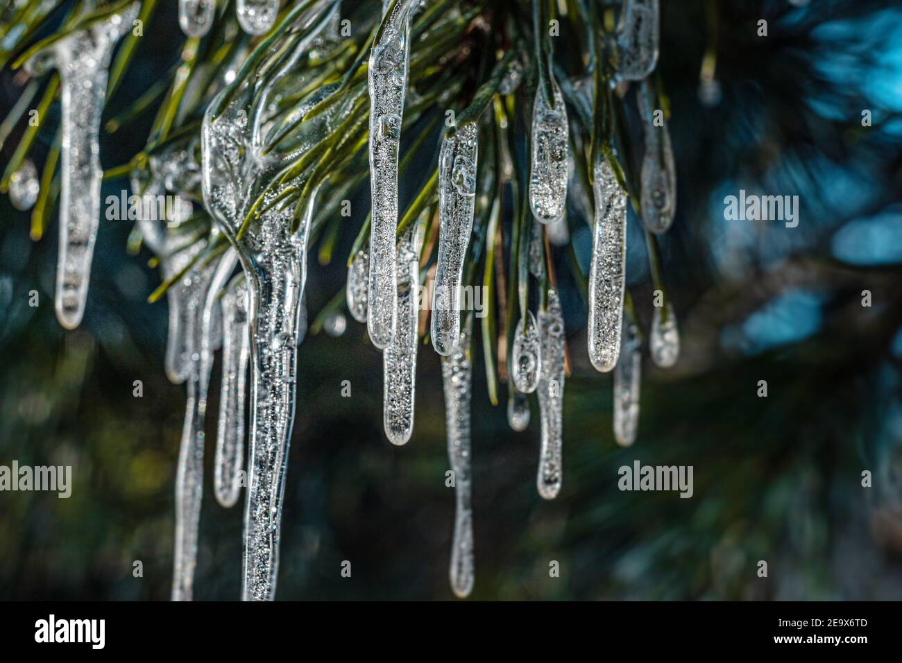 Eiszapfen auf grünen Kiefernnadeln. Gefrorenes Wasser auf Nadelbäumen. Nahaufnahme des Winters. Polnischer Februar. Winter in Mitteleuropa. Stockfoto