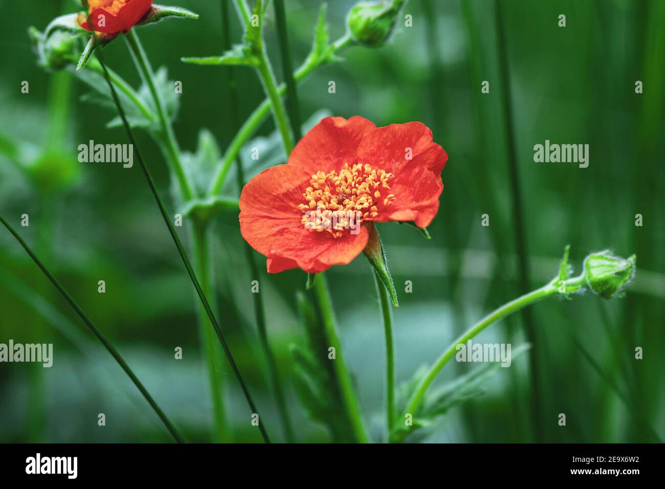 Chilenische Avens (Scarlet Avens, Geum coccineum) rote Blume im Sommergarten Stockfoto