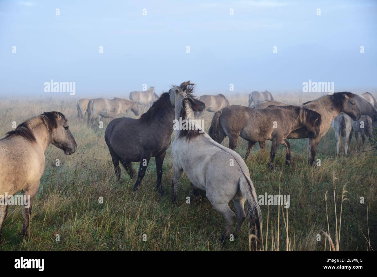 Konik Ponies (Equus Ferus Caballus) Stockfoto