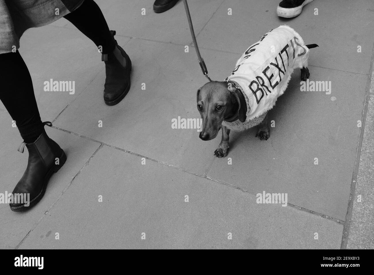 Ein Hund trägt einen Mantel, der bei A 'Brexit' sagt Protest in London Stockfoto