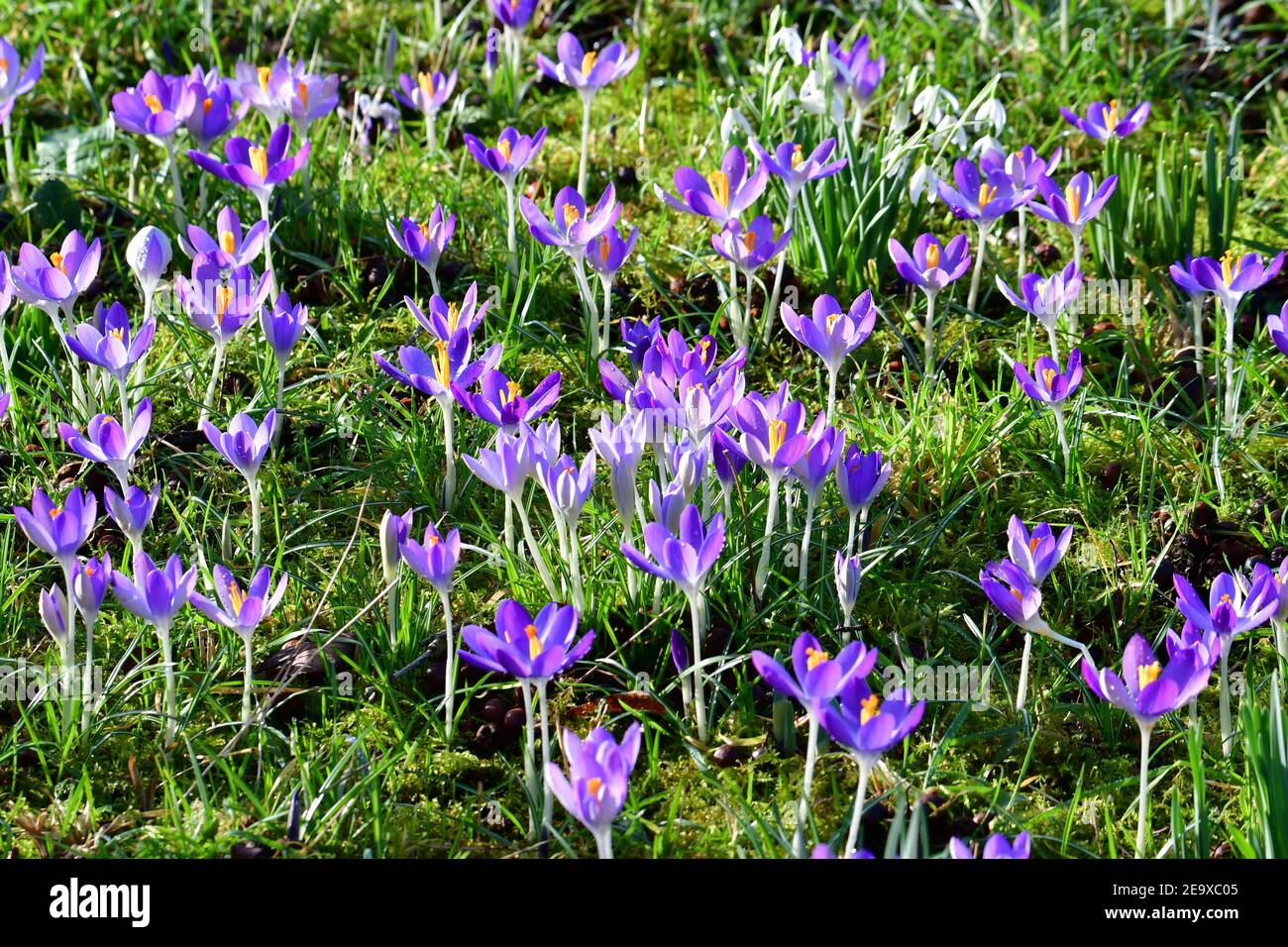 Wells Somerset, Großbritannien. Februar 2021, 06th. An einem sehr sanften und milden Tag in Wells im Bischofspalast werden Crocus und Snowdrops in ihren Arboretum-Gärten voller Blüte gesehen. Bild: Robert Timoney/Alamy Live News Stockfoto