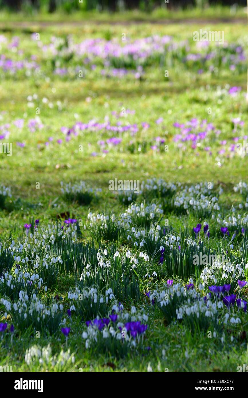 Wells Somerset, Großbritannien. Februar 2021, 06th. An einem sehr sanften und milden Tag in Wells im Bischofspalast werden Crocus und Snowdrops in ihren Arboretum-Gärten voller Blüte gesehen. Bild: Robert Timoney/Alamy Live News Stockfoto