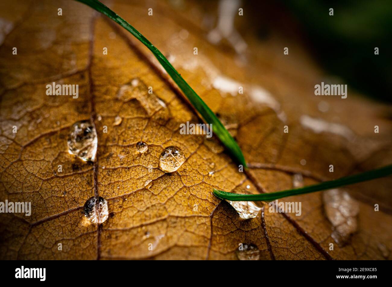 Makro-Bild von Eichenbaum Blatt mit Wassertropfen bedeckt Und Grashalme Stockfoto