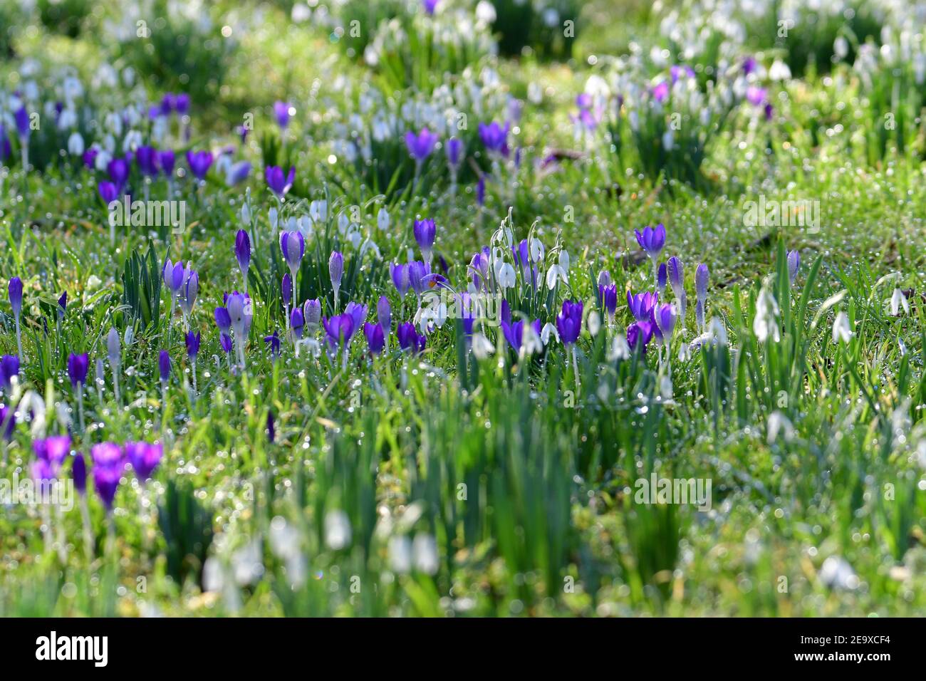 Wells Somerset, Großbritannien. Februar 2021, 06th. An einem sehr sanften und milden Tag in Wells im Bischofspalast werden Crocus und Snowdrops in ihren Arboretum-Gärten voller Blüte gesehen. Bild: Robert Timoney/Alamy Live News Stockfoto