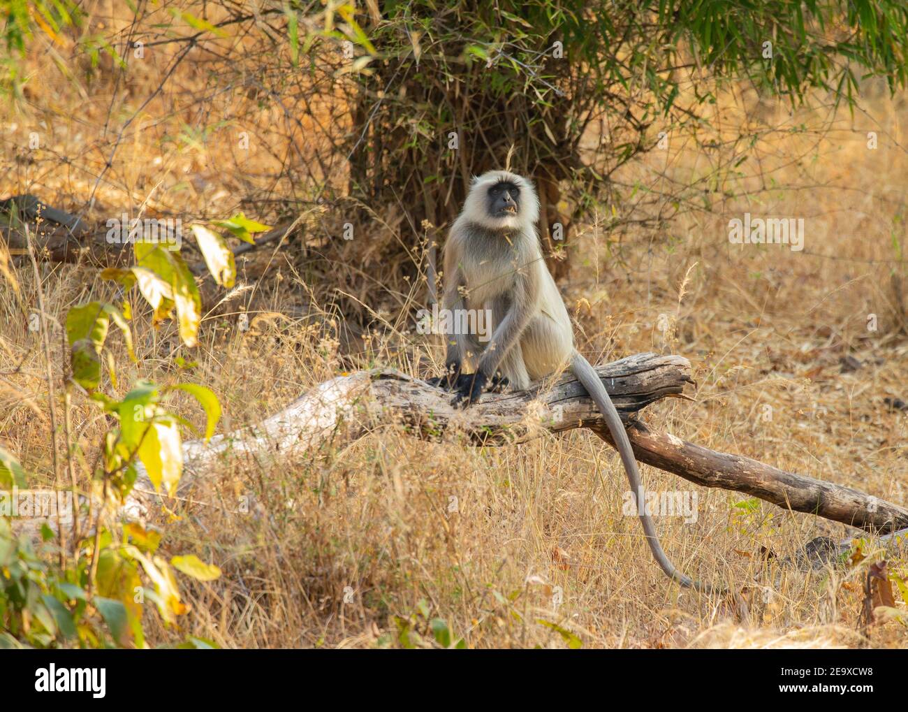 Graue Langur (Semnopithecus entellus), Hanuman langer Stockfoto