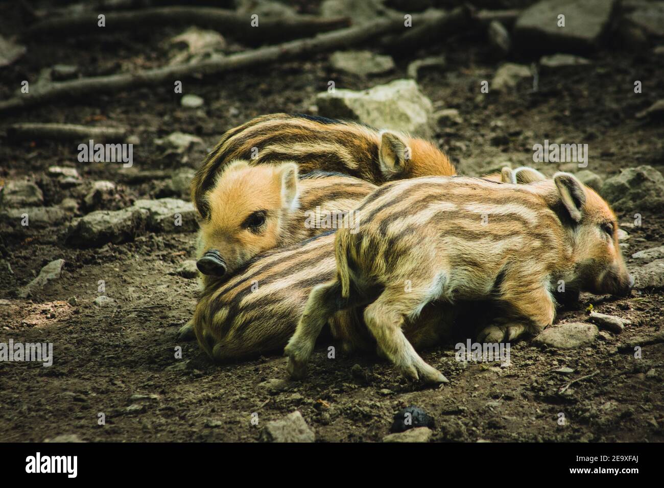 Junge Wildschweine in Tiergehege. Tiermotiv. Wildpark in Warstein, Deutschland Stockfoto
