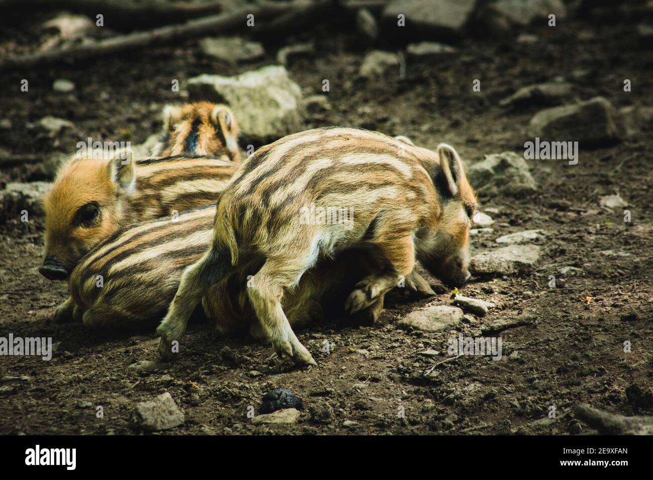 Junge Wildschweine in Tiergehege. Tiermotiv. Wildpark in Warstein, Deutschland Stockfoto