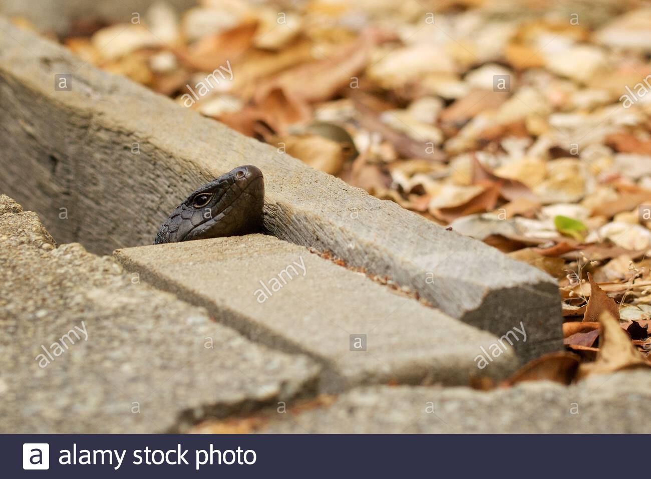 Ein Skink des Königs (Egernia kingii), der seinen Kopf aus einem Bau unter Platten stockt, eine große Art von Skink in Albany, Westaustralien Stockfoto