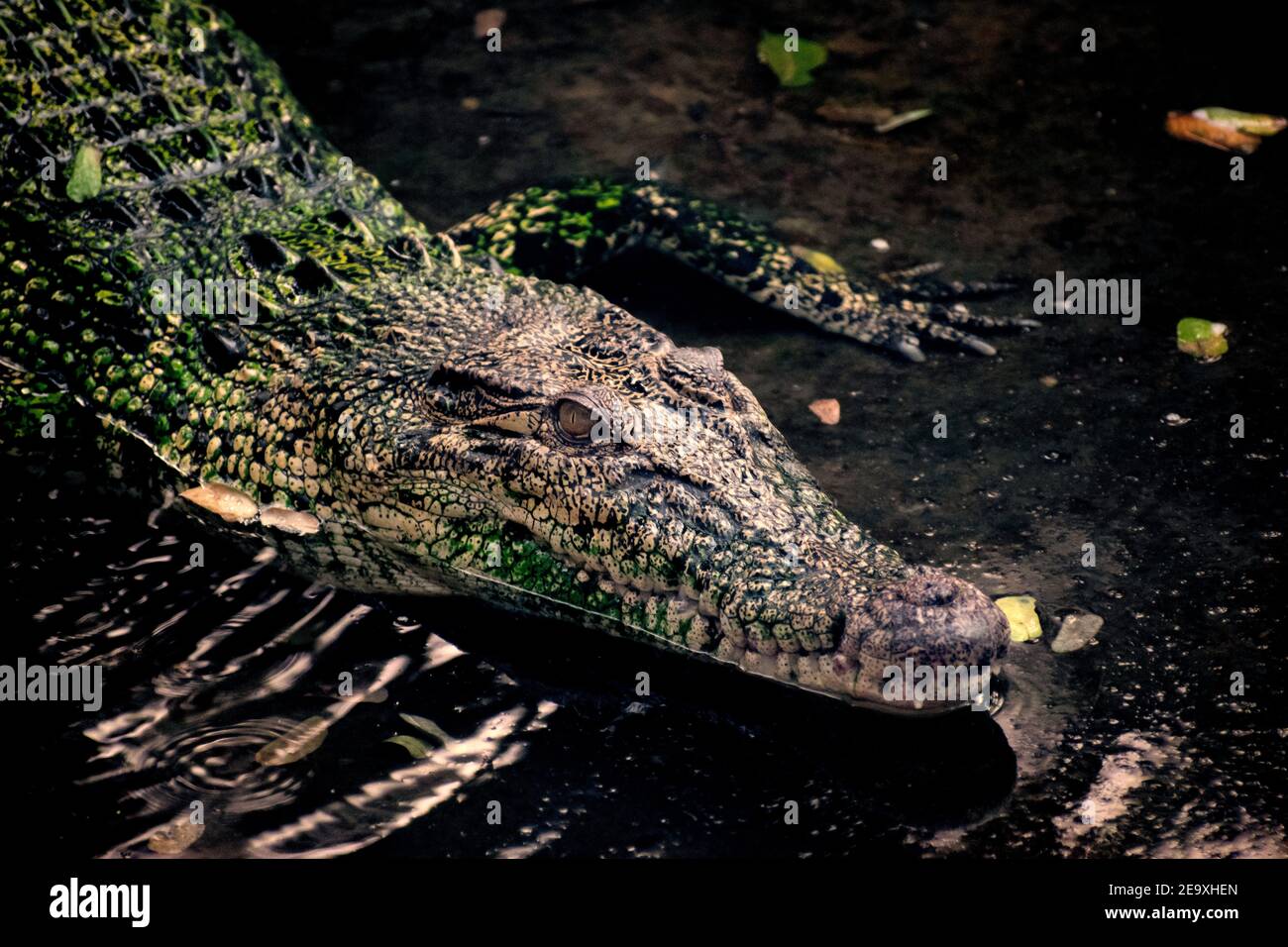 Krokodile (Unterfamilie Crocodylinae) oder echte Krokodile sind große semiaquatische Reptilien, die in den Tropen in Afrika, Asien, Amerika A leben Stockfoto