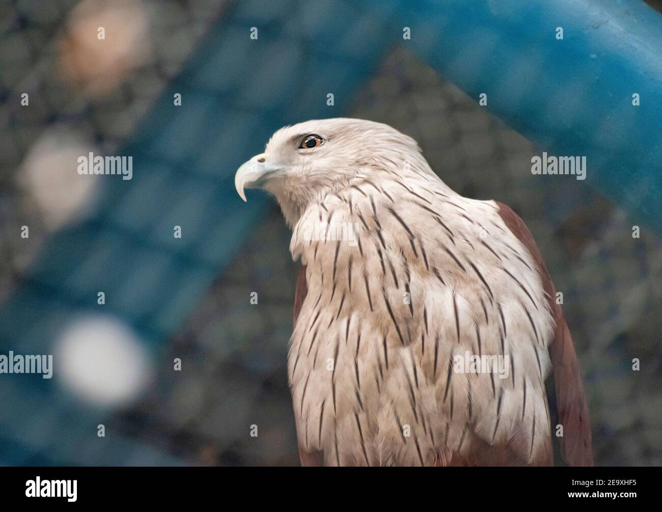 Adler ist der gemeinsame Name für viele große Raubvögel der Familie Accipitridae. Stockfoto