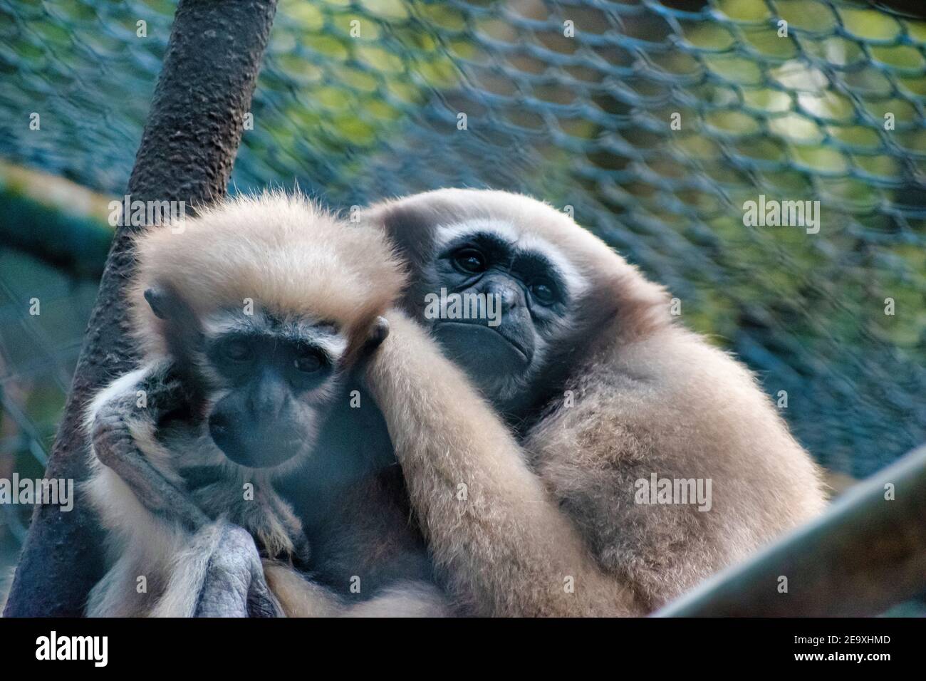 Zwei niedliche Affen halten sich gegenseitig. Stockfoto