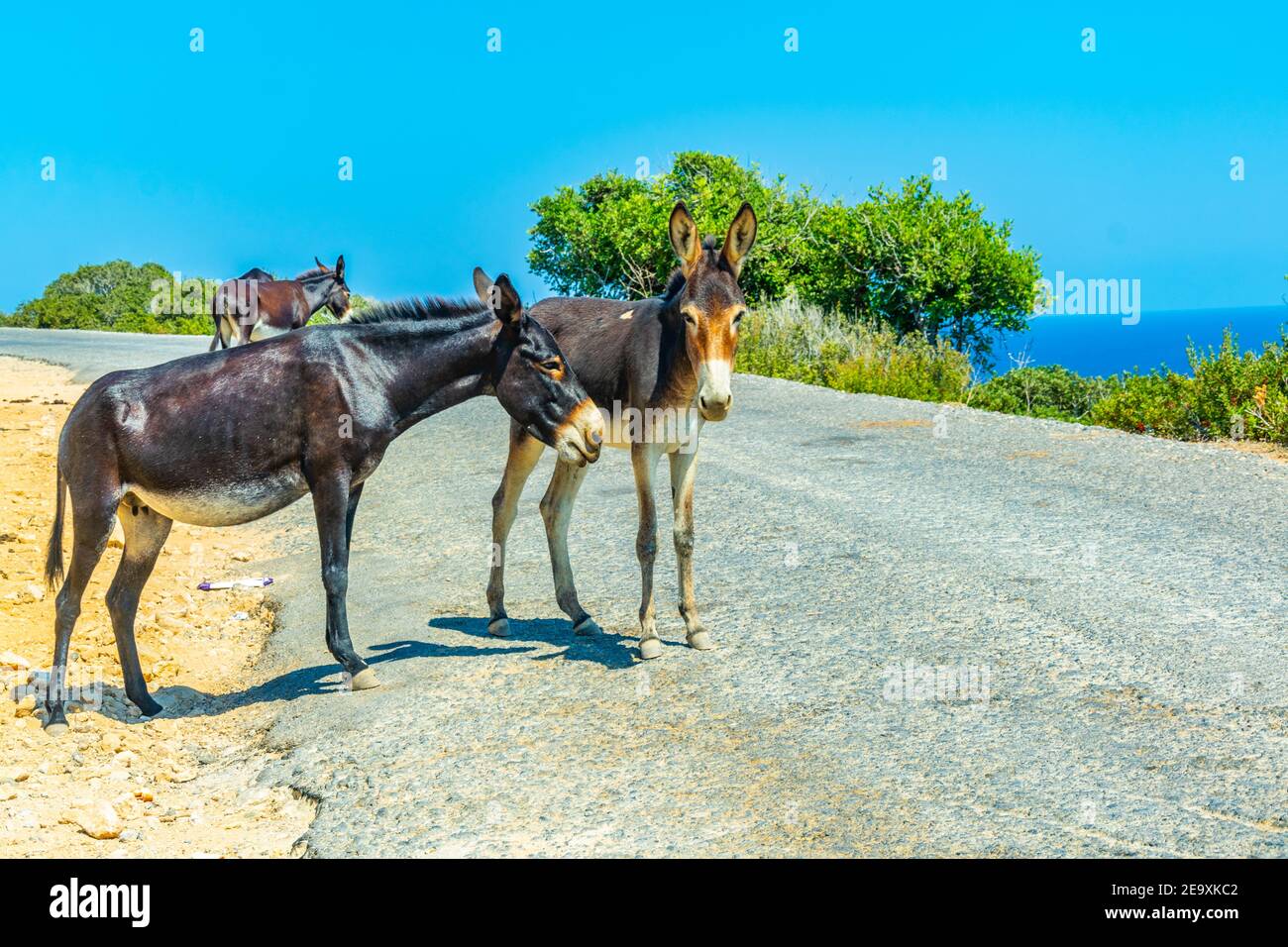 Wilde Esel warten am Eingang des Karpaz Nationalparks für Touristen, die ihnen etwas zu essen, Zypern Stockfoto