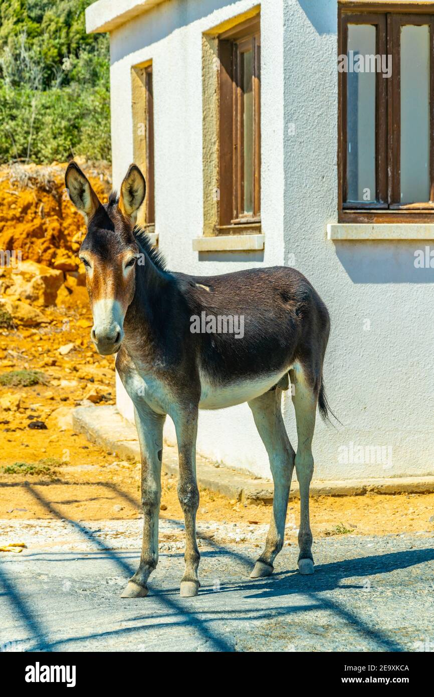 Wilde Esel warten am Eingang des Karpaz Nationalparks für Touristen, die ihnen etwas zu essen, Zypern Stockfoto