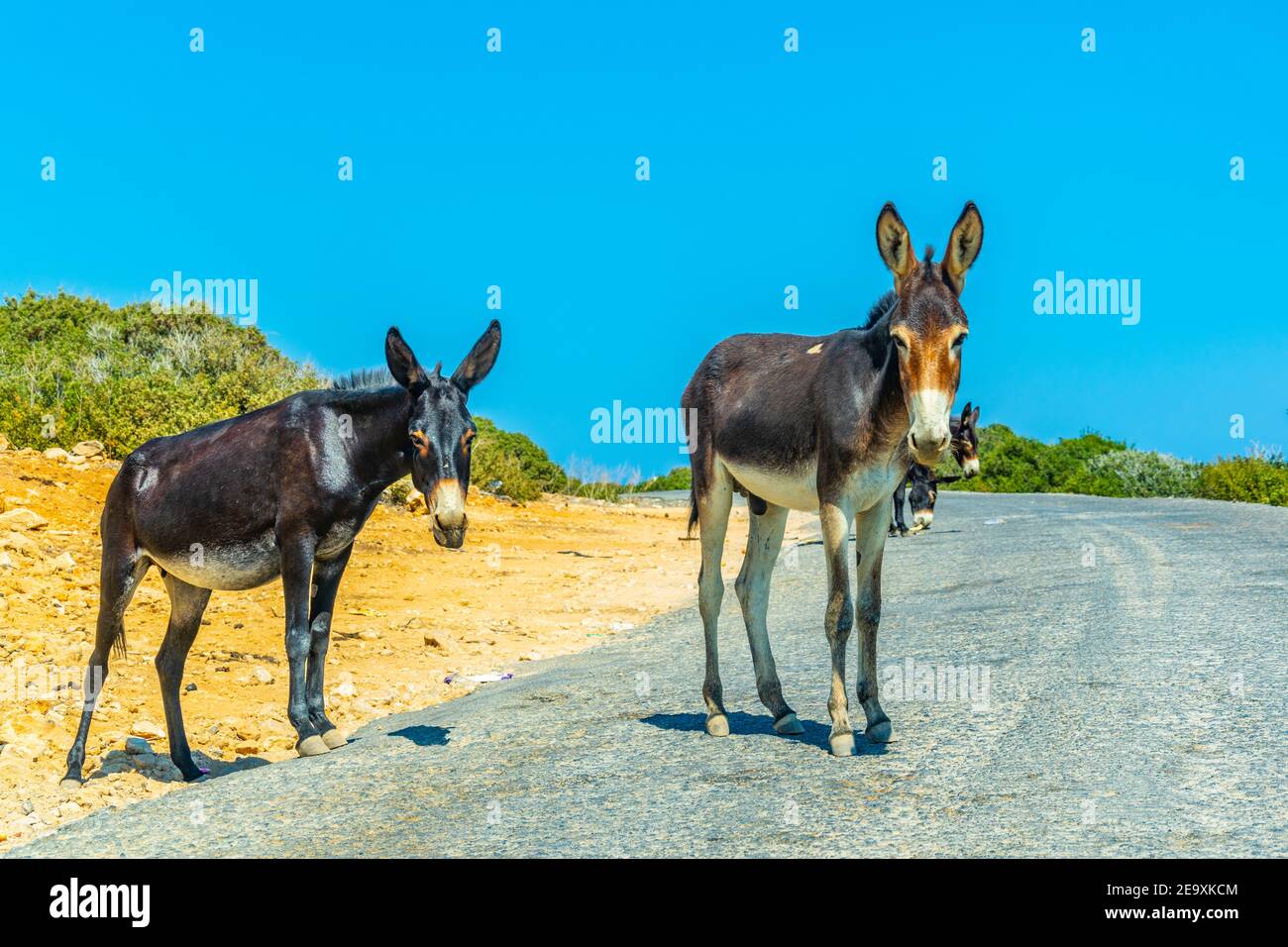 Wilde Esel warten am Eingang des Karpaz Nationalparks für Touristen, die ihnen etwas zu essen, Zypern Stockfoto