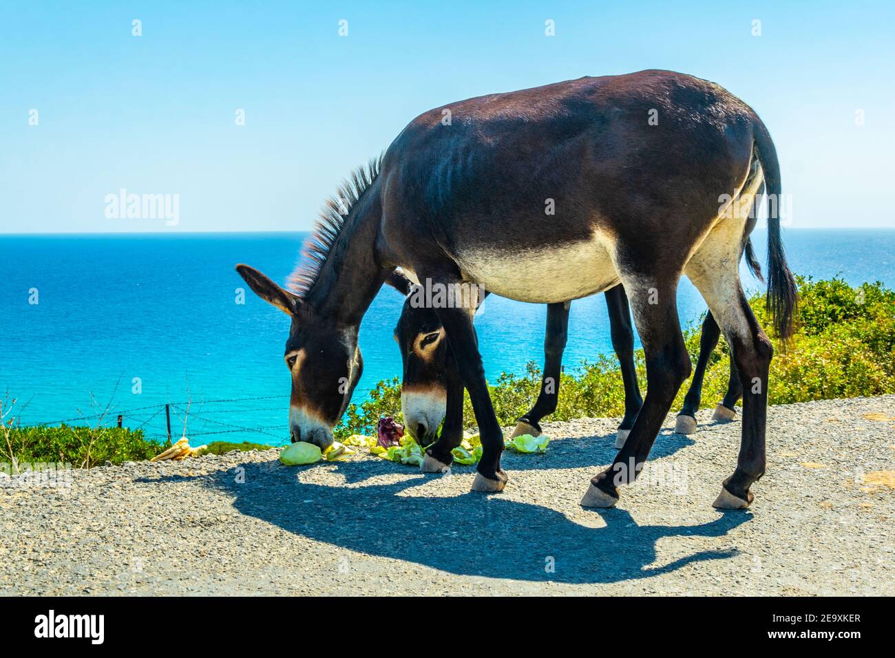 Wilde Esel warten am Eingang des Karpaz Nationalparks für Touristen, die ihnen etwas zu essen, Zypern Stockfoto