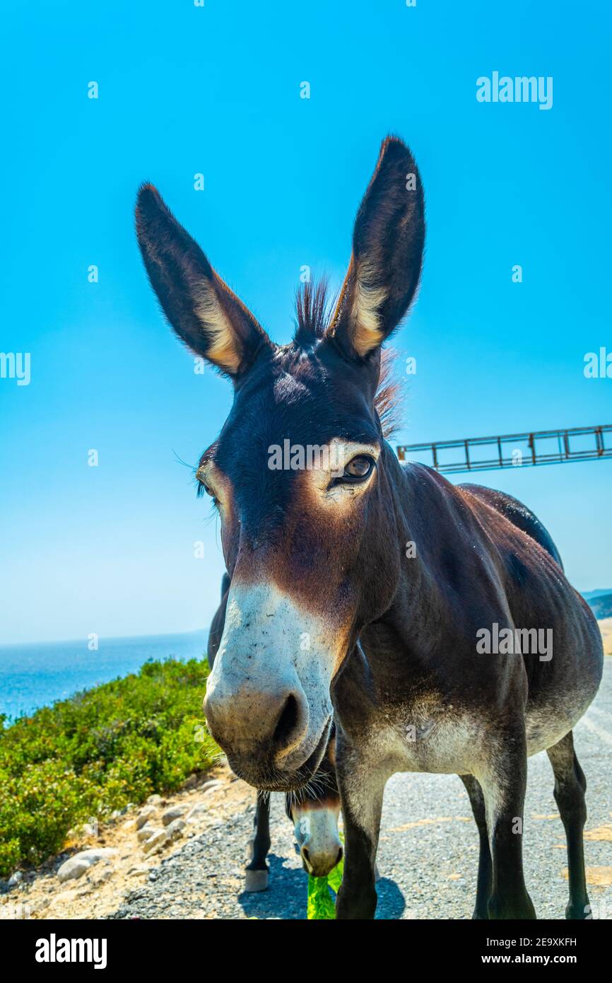 Wilde Esel warten am Eingang des Karpaz Nationalparks für Touristen, die ihnen etwas zu essen, Zypern Stockfoto